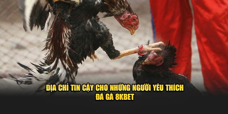 Đá gà 8kbet có nhiều trận đấu từ các trường gà danh tiếng